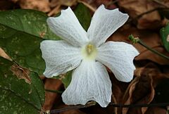 Thunbergia fragrans image