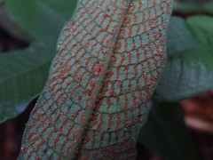 Grypothrix triphylla