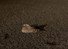 Caprimulgus affinis stictomus