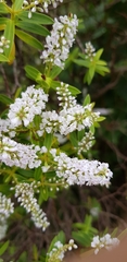 Veronica strictissima