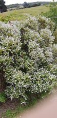 Veronica strictissima