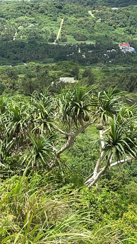 Pandanus tectorius observed 2023-07-14