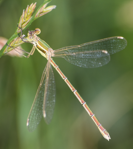 Migrant Spreadwing