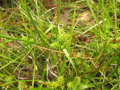 Carex flaviformis