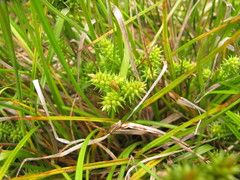 Carex flaviformis