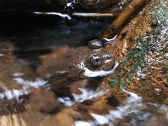 Limnonectes kuhlii