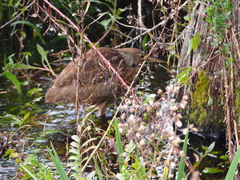 Botaurus lentiginosus image