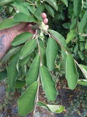 Cotoneaster frigidus