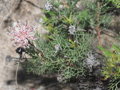 Serruria gremialis