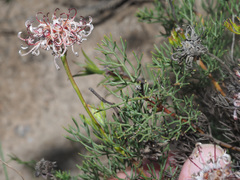 Serruria gremialis