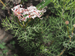Serruria gremialis