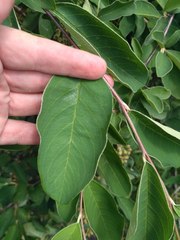 Cotoneaster frigidus