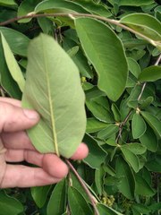 Cotoneaster frigidus