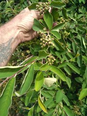 Cotoneaster frigidus