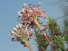 Serruria gremialis