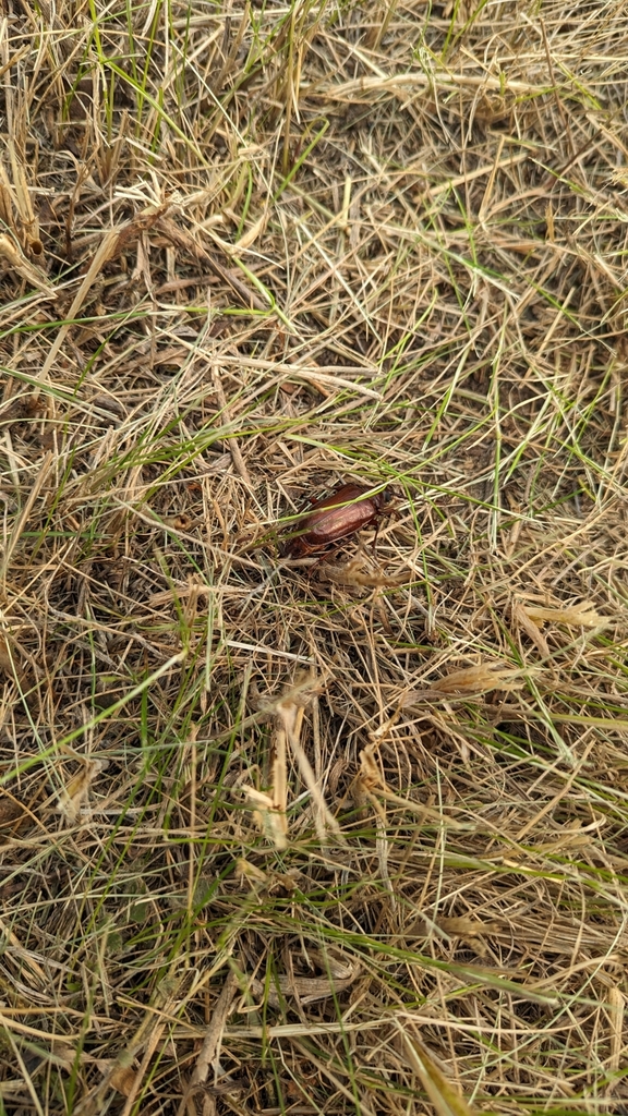 tilehorned prionus