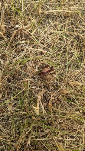 tilehorned prionus