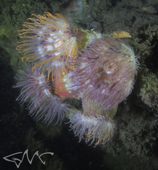 Dardanus pedunculatus