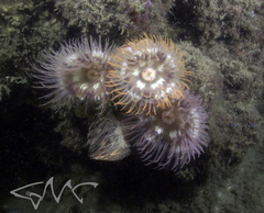 Dardanus pedunculatus