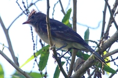 Brownish Elaenia photo 4