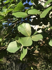 Neonauclea reticulata