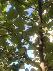 Neonauclea reticulata