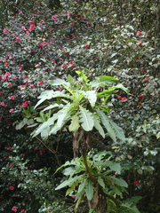 Sonchus fruticosus image