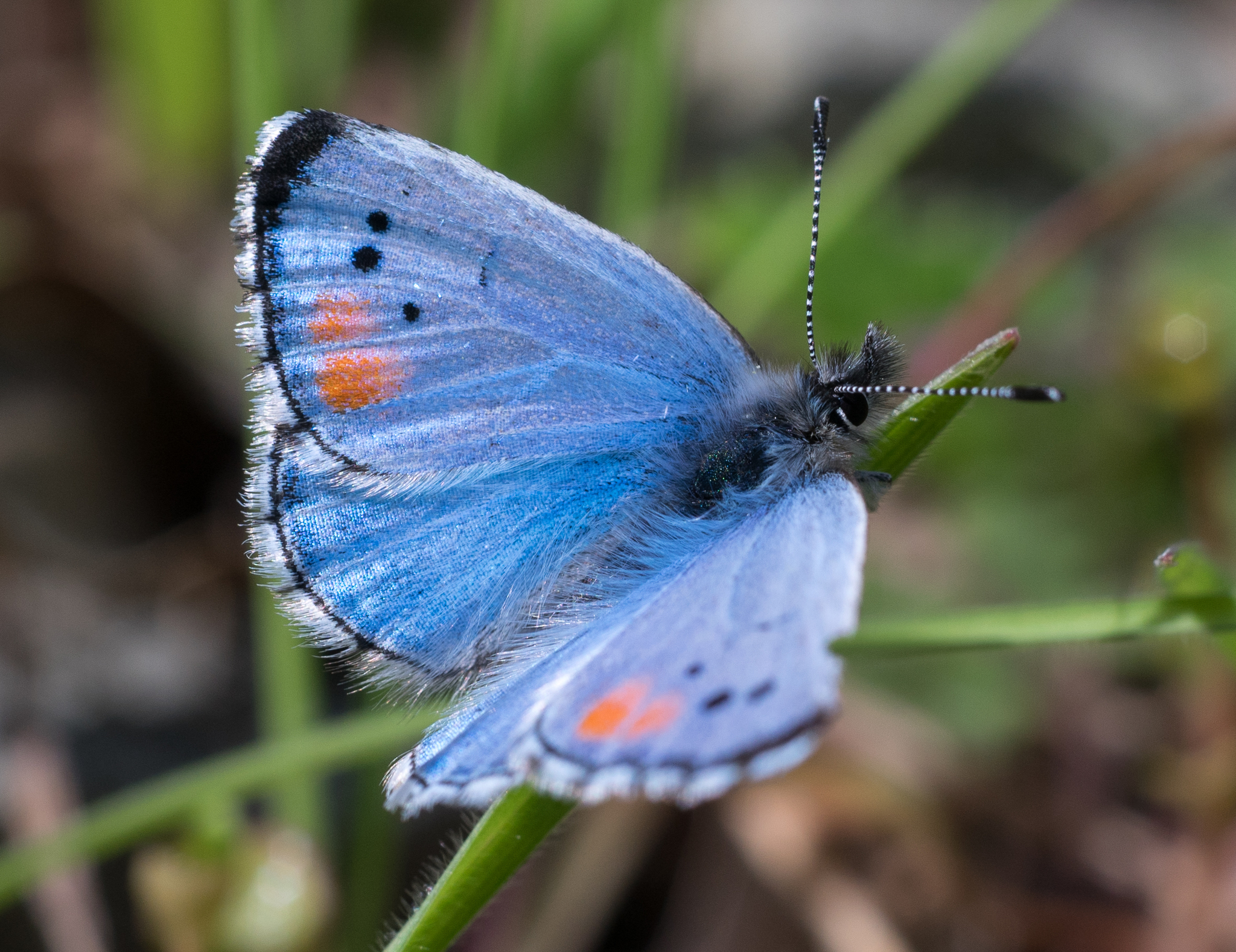 Mariposa azul de Sonora (Philotes sonorensis) · NaturaLista Colombia, image size:2048x1578