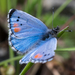 Mariposa Azul de Sonora - Photo (c) Tony Iwane, algunos derechos reservados (CC BY-NC)