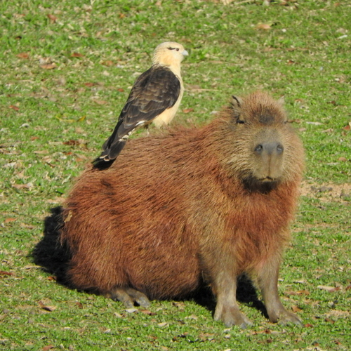 Yellow-Headed Caracara