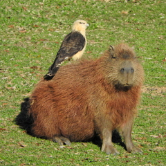 Yellow-Headed Caracara