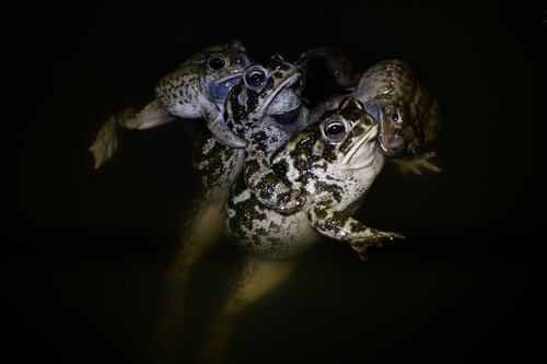 Great Plains Toad photographed in Nebraska