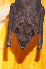 Phyllostomus hastatus