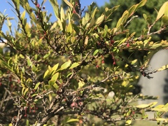 Phyllanthus myrtifolius