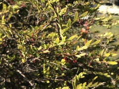 Phyllanthus myrtifolius