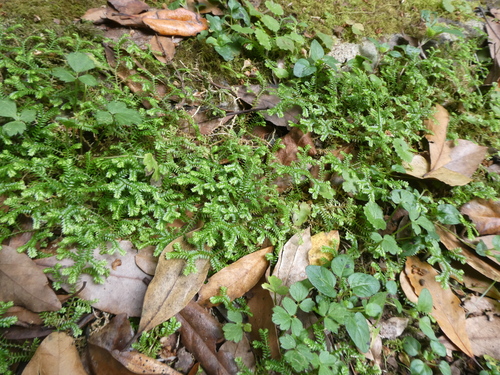 Selaginella kraussiana image