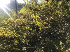 Phyllanthus myrtifolius