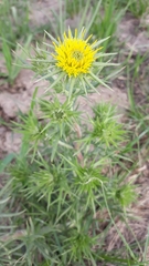 Berkheya pinnatifida ingrata