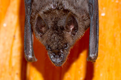 Phyllostomus hastatus