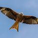 Red Kite - Photo (c) Manuel Raab, some rights reserved (CC BY-NC), uploaded by Manuel Raab
