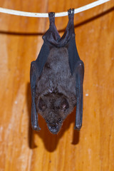 Phyllostomus hastatus