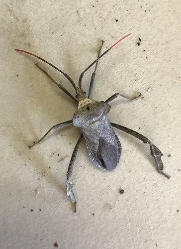 Acanthocephala alata