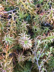 Dracophyllum recurvum