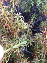 Dracophyllum recurvum