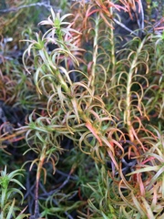Dracophyllum recurvum