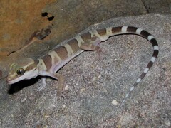 Cooktown Ring-Tailed Gecko photo 2