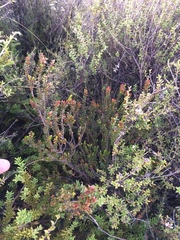 Epacris alpina