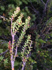 Epacris alpina