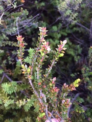 Epacris alpina