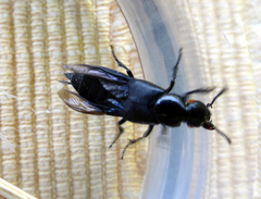 Creophilus oculatus